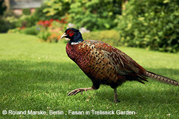 Fasan in Trelissick Gardens