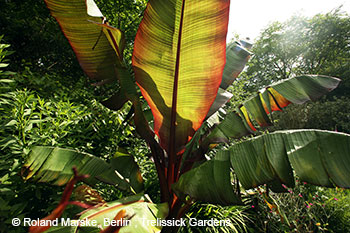 Bananen in Trelissick Gardens