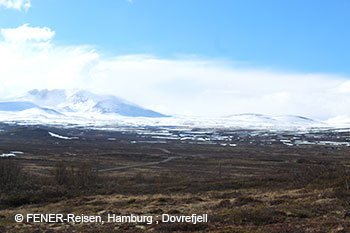 Auf dem Dovrefjell