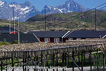 Stockfisch auf den Lofoten