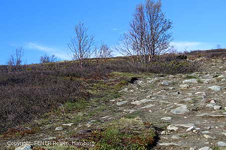 Weg auf dem Dovrefjell