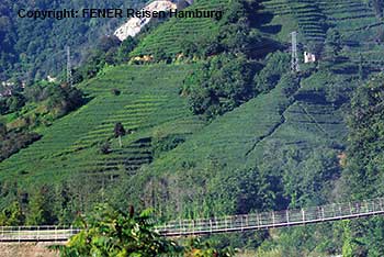 Teepantage an der türkischen Schwarzmeerküste bei Rize